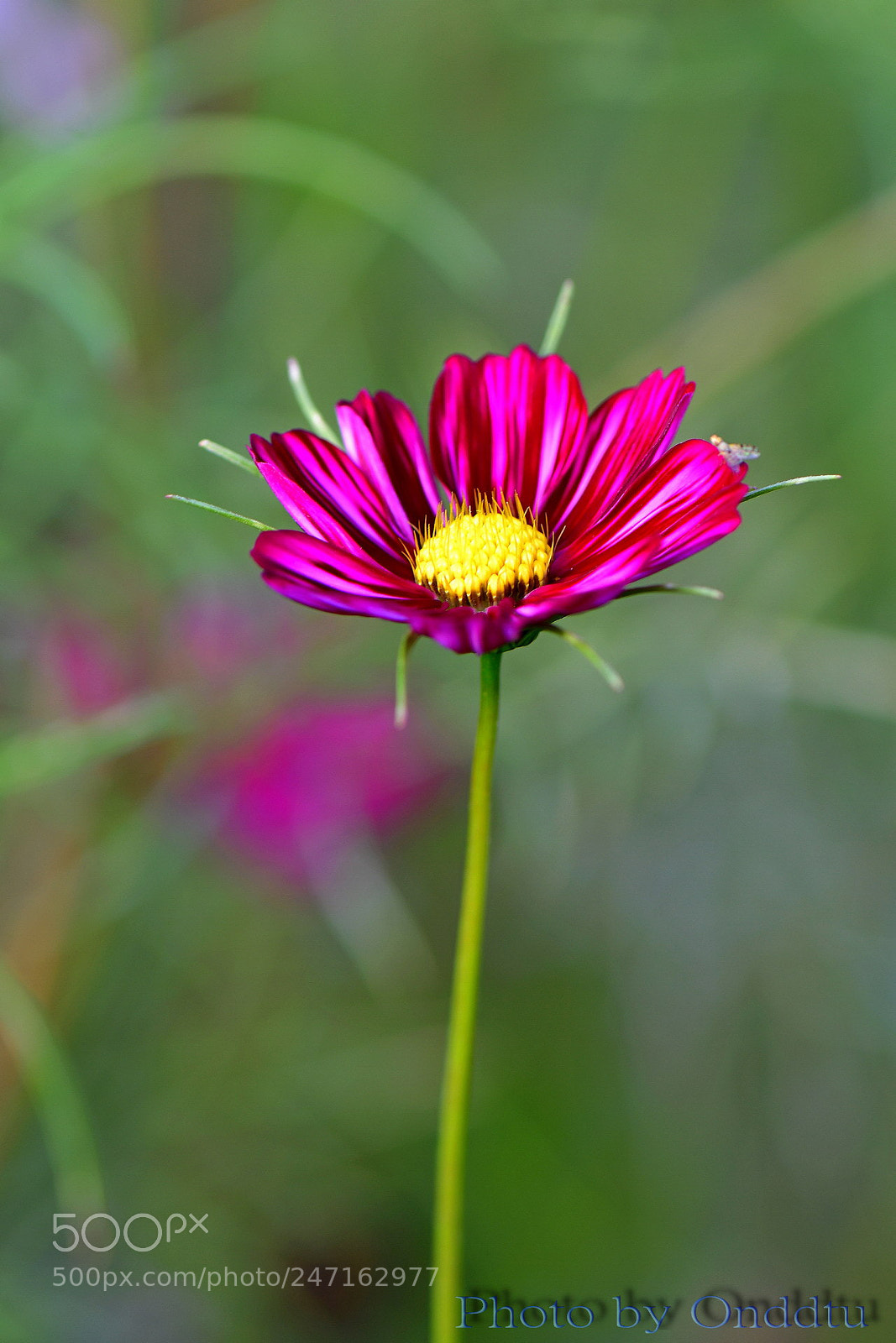 Nikon D500 sample photo. Untitled photography