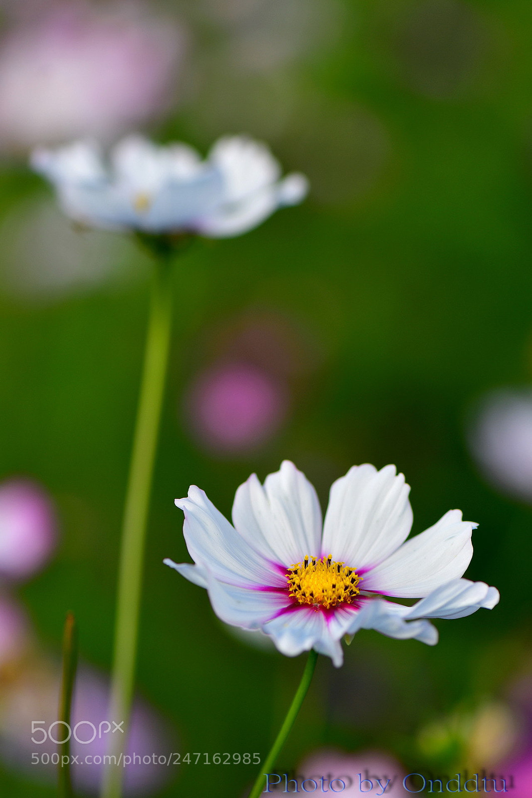 Nikon D500 sample photo. Untitled photography