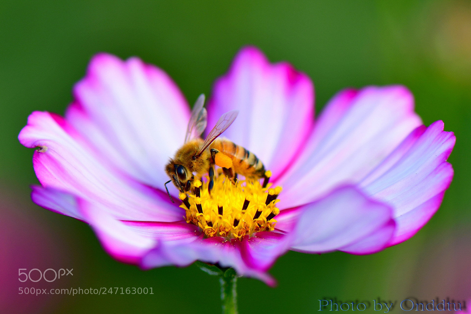 Nikon D500 sample photo. Untitled photography