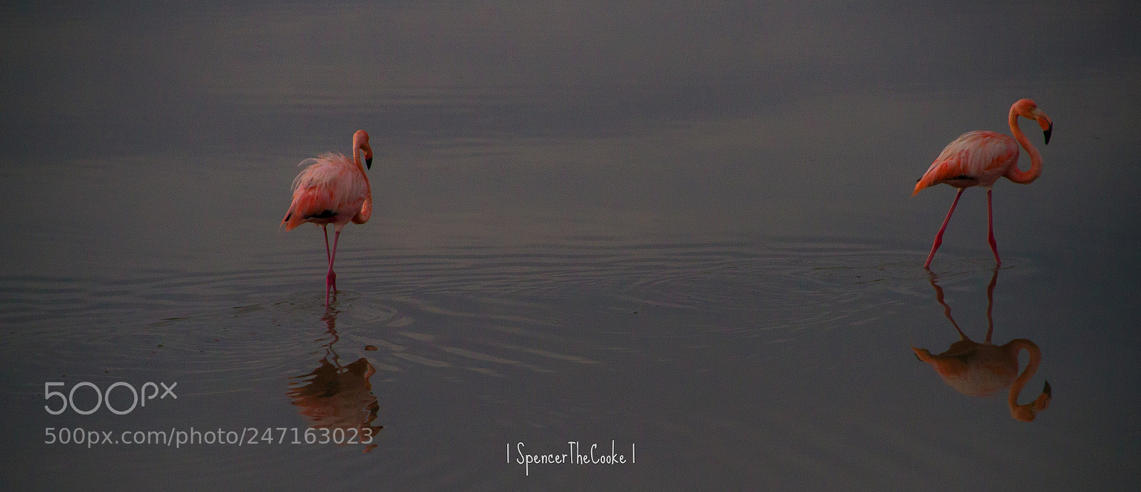 Canon EOS 7D sample photo. A dynamic duo photography