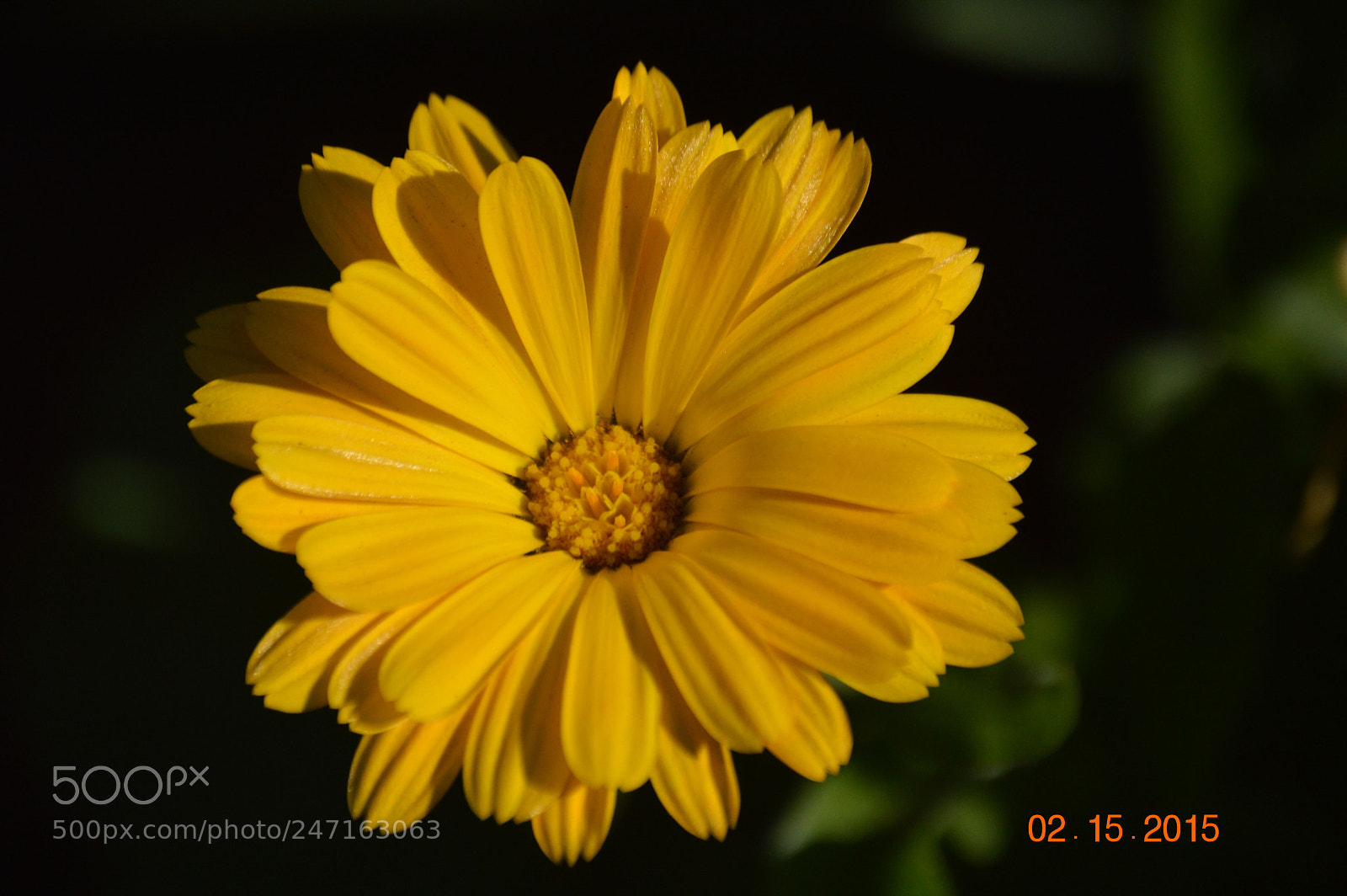 Nikon D3200 sample photo. Flower in spring photography