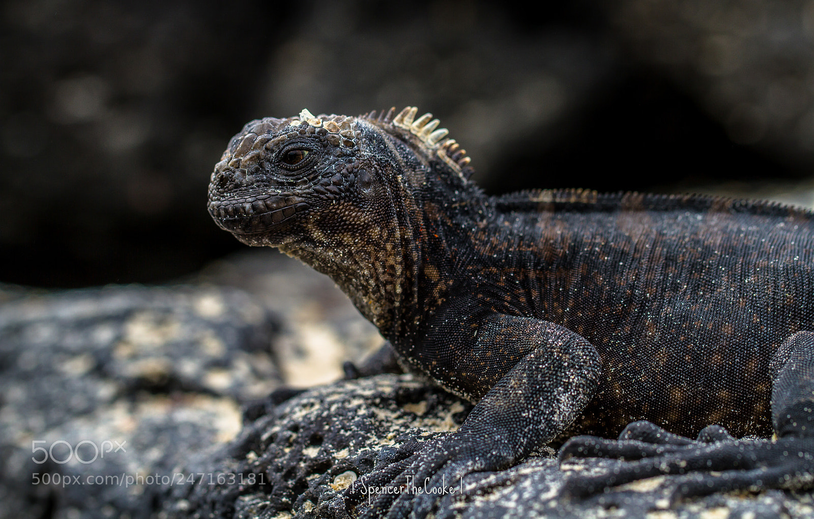 Canon EOS 7D sample photo. Mini godzilla photography