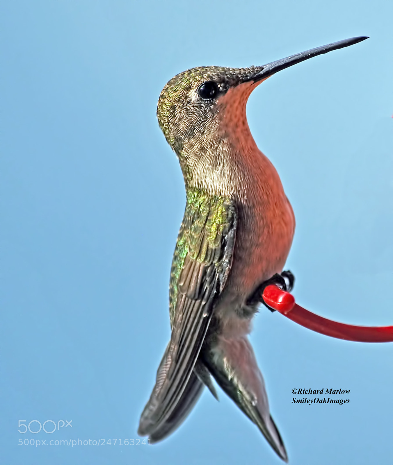 Nikon D5000 sample photo. Hummingbird photography