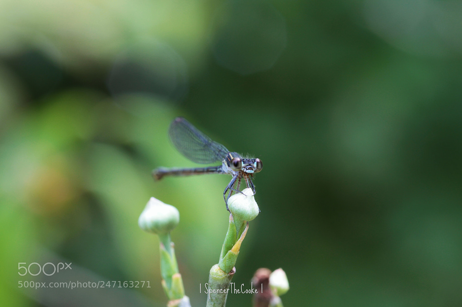 Canon EOS 7D sample photo. Bug-eyed baby photography