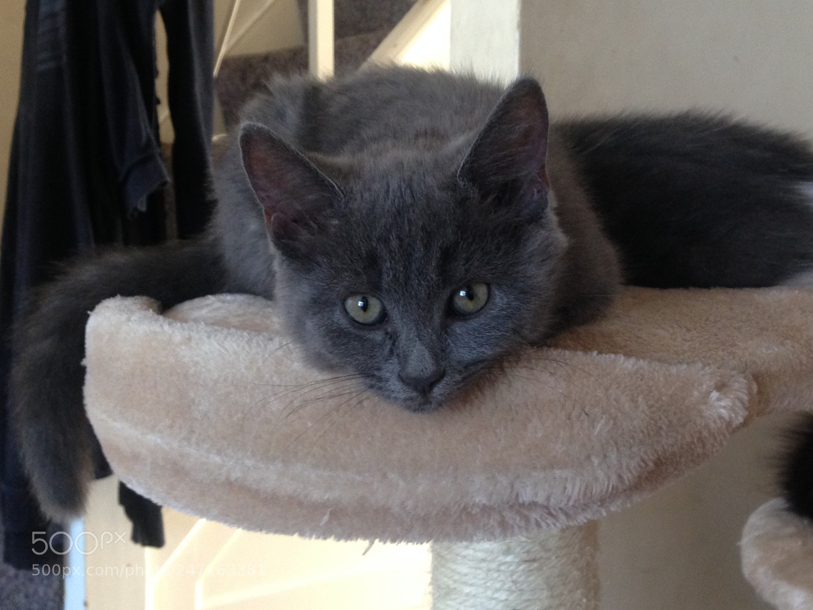 Apple iPhone 5c sample photo. Kitten photography