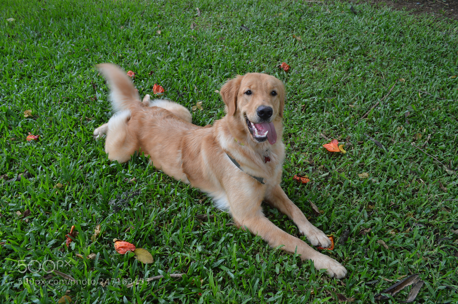 Nikon D3200 sample photo. Golden retriever photography