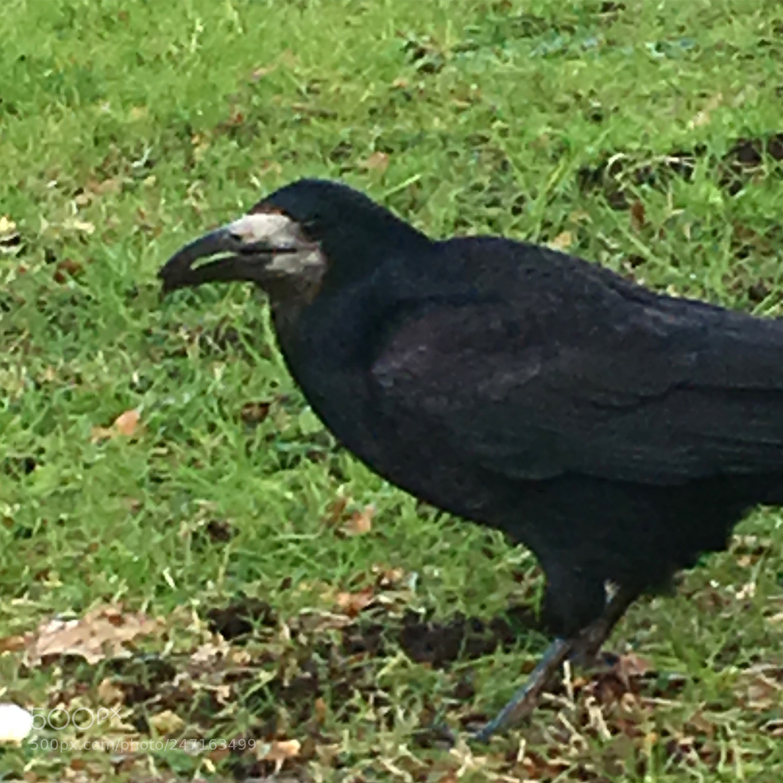 Apple iPhone 6s sample photo. The crows of ireland. photography