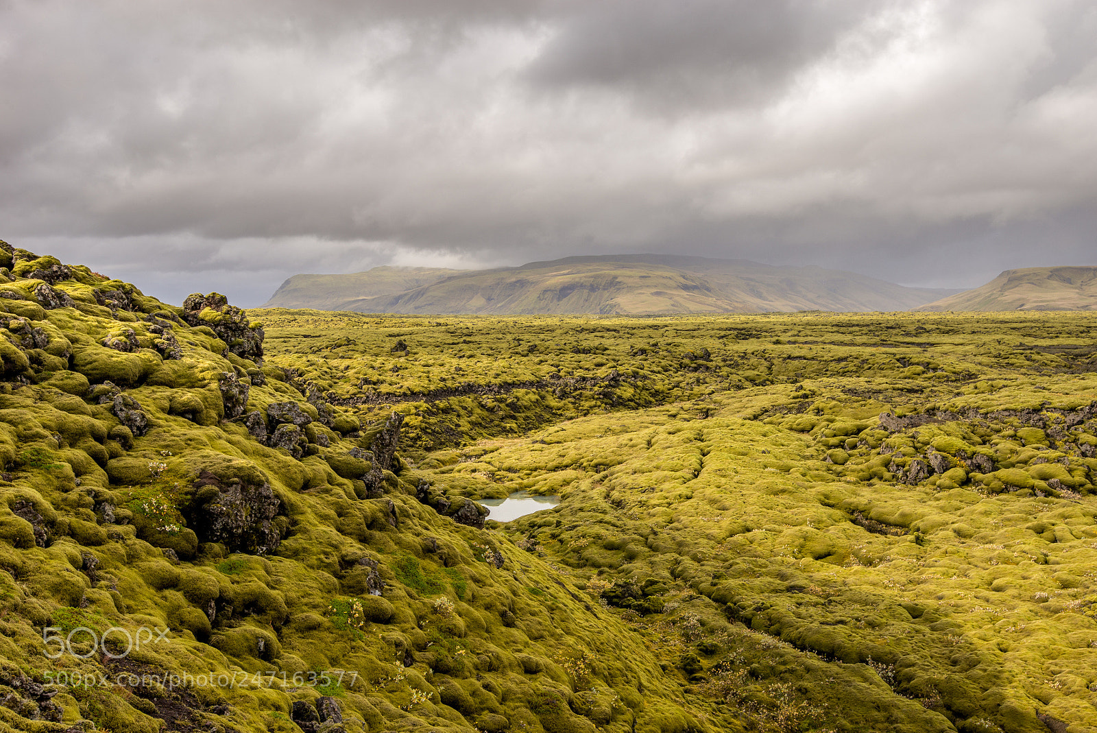 Nikon D610 sample photo. Green pond photography