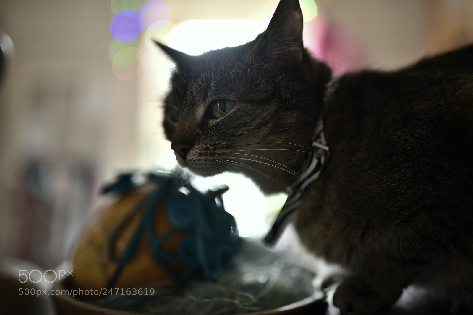 Nikon D750 + Sigma 35mm F1.4 DG HSM Art sample photo. Dsc photography