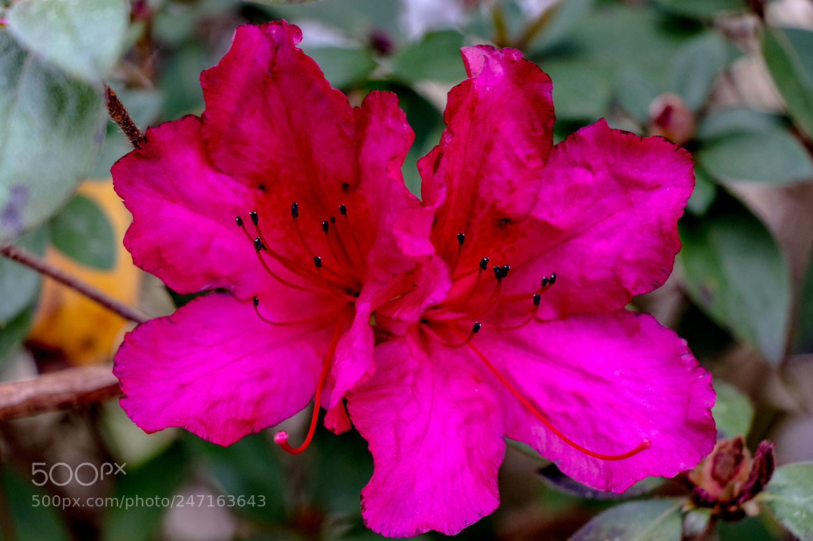 Canon EOS 80D sample photo. Dark pink flower photography