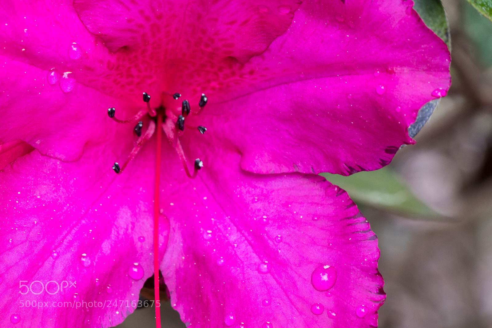 Canon EOS 80D sample photo. Dark pink flower close photography