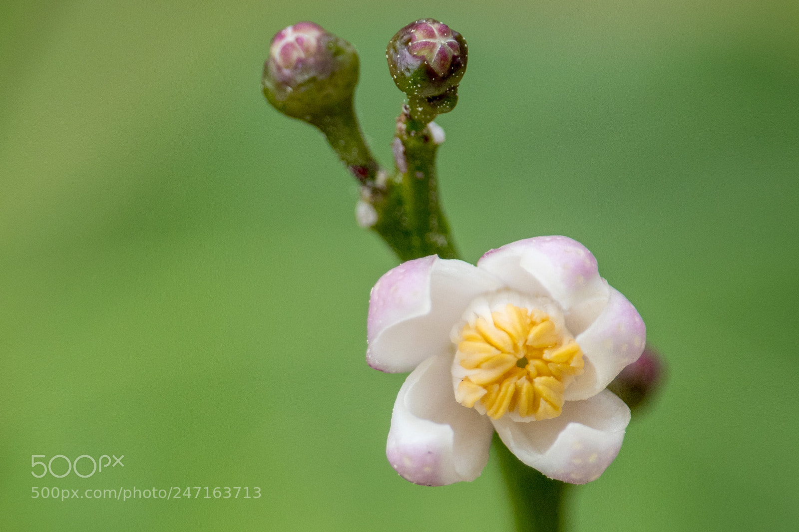 Canon EOS 80D sample photo. Lemon tree blossom photography