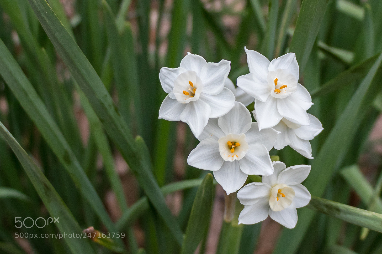 Canon EOS 80D sample photo. White flowers photography