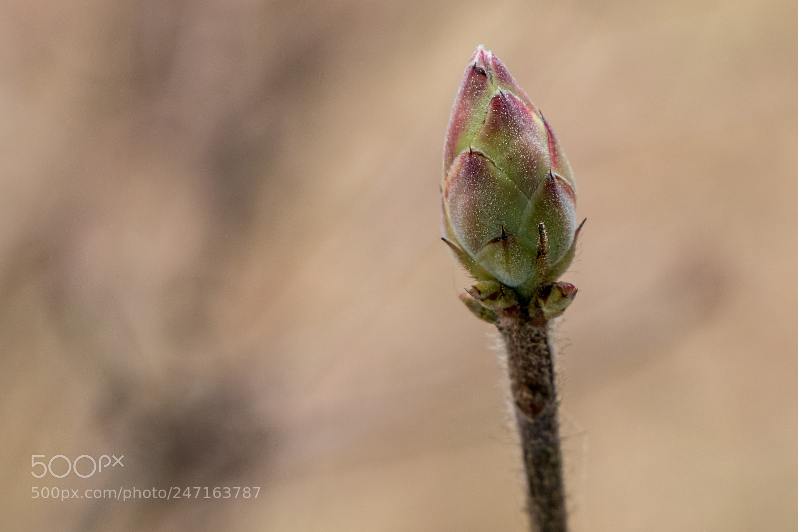 Canon EOS 80D sample photo. Budding flower photography