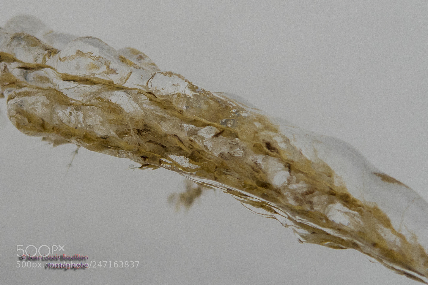 Canon PowerShot G7 X Mark II sample photo. Verglas 2: grasses under ice photography
