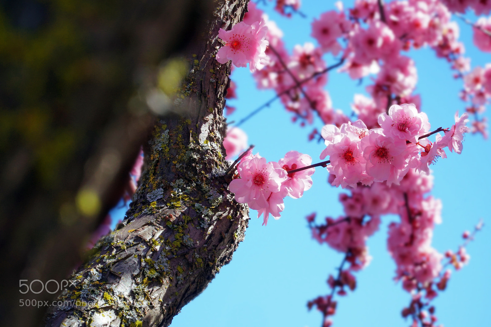 Sony a6500 sample photo. Cherry blossom photography