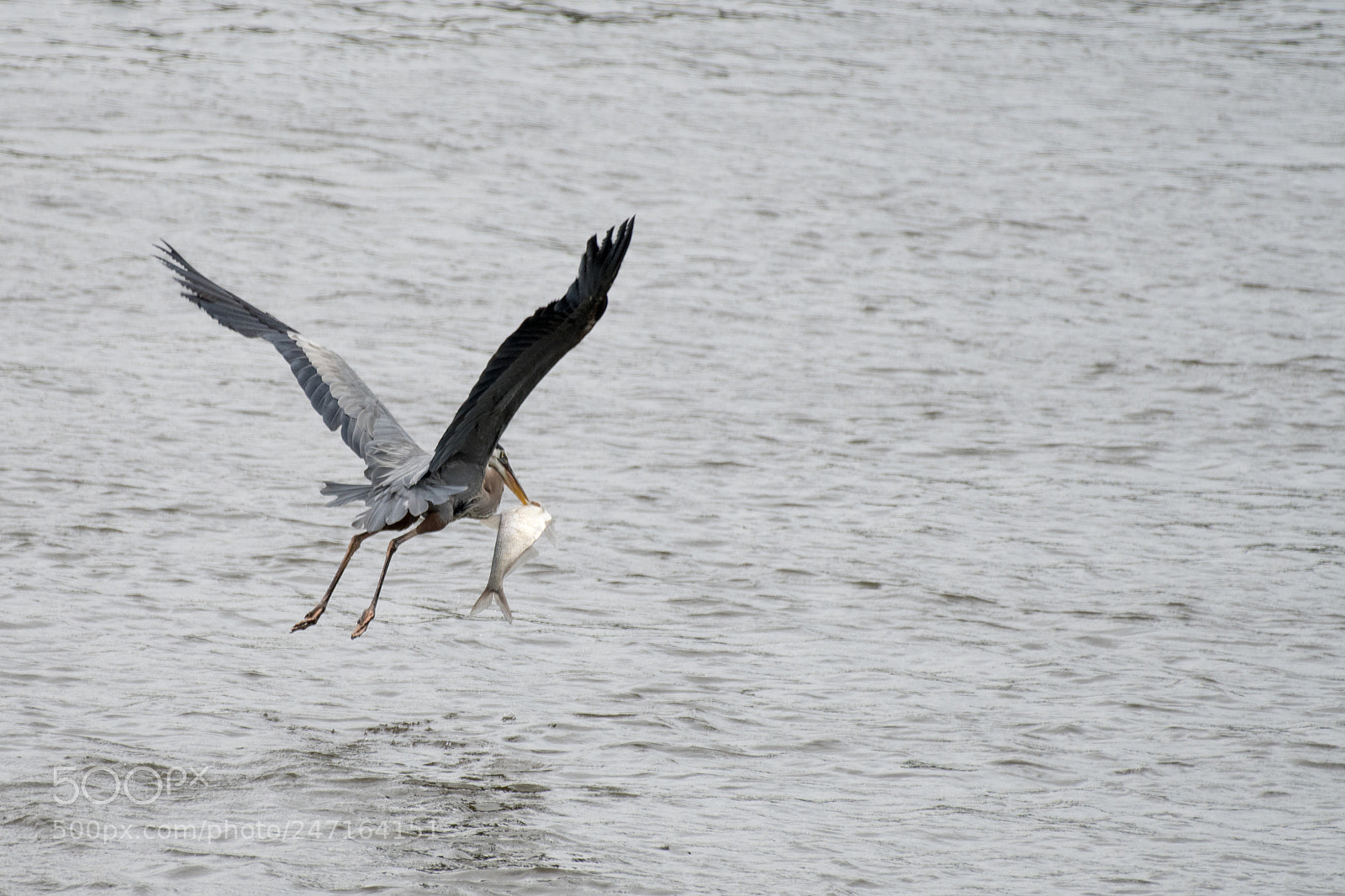 Nikon D500 sample photo. Hunting of a great photography