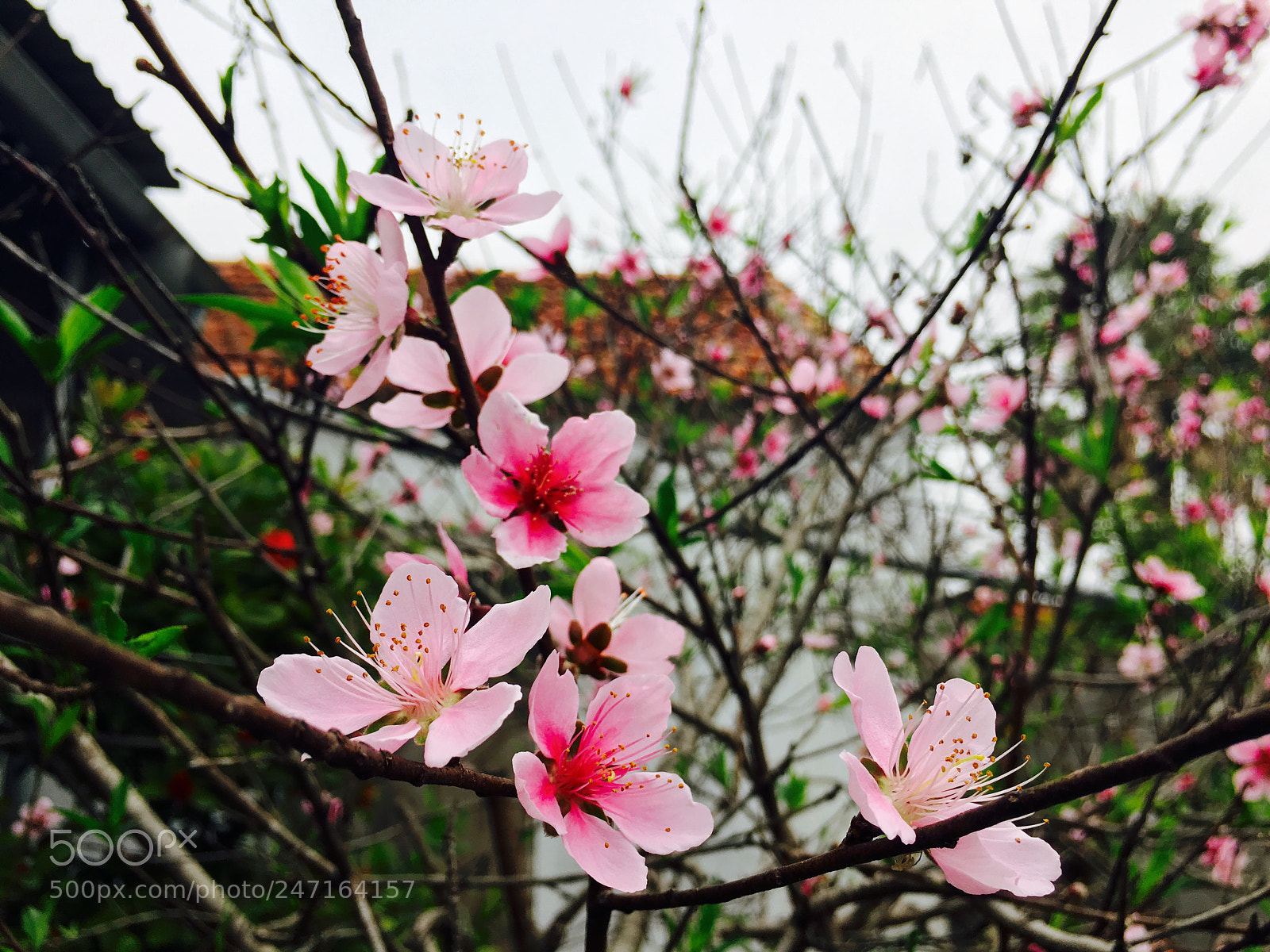 Apple iPhone 6s sample photo. Untitled photography