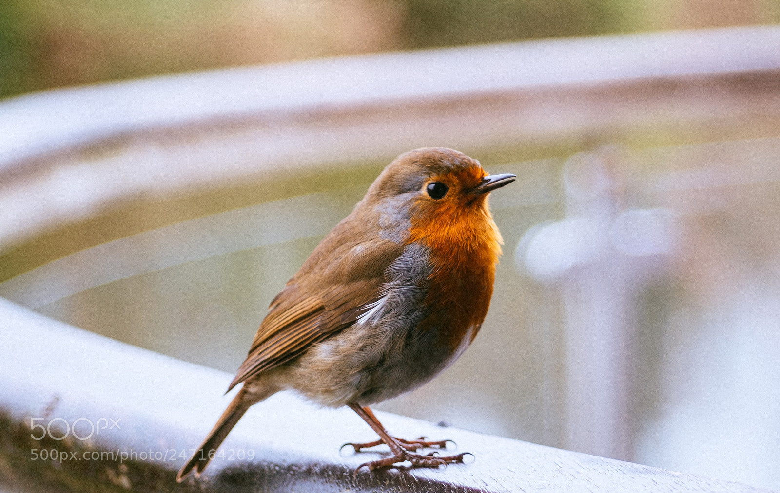Sony a7R II sample photo. A little happy fella photography