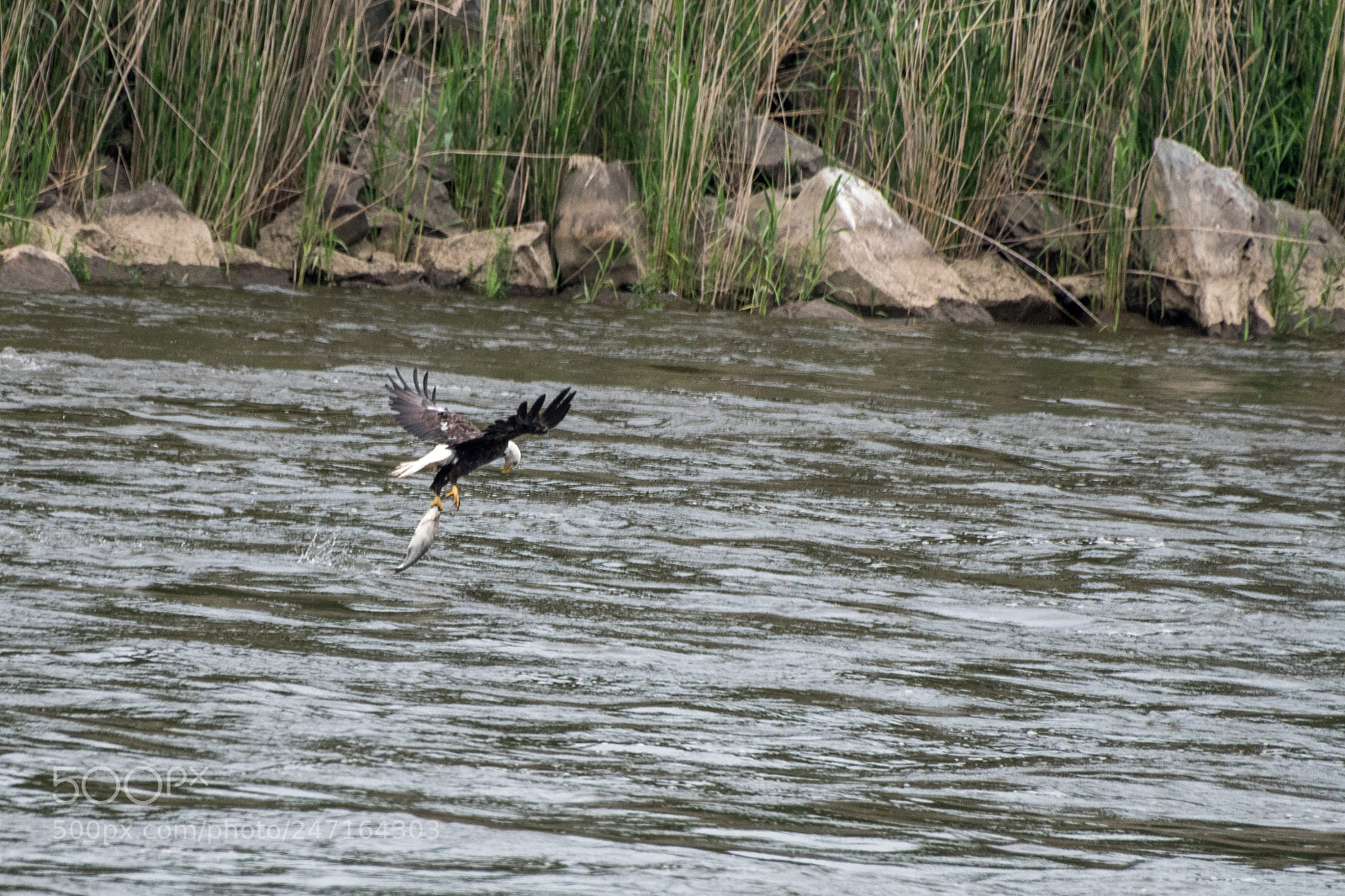 Nikon D500 sample photo. Hunting of a bald photography