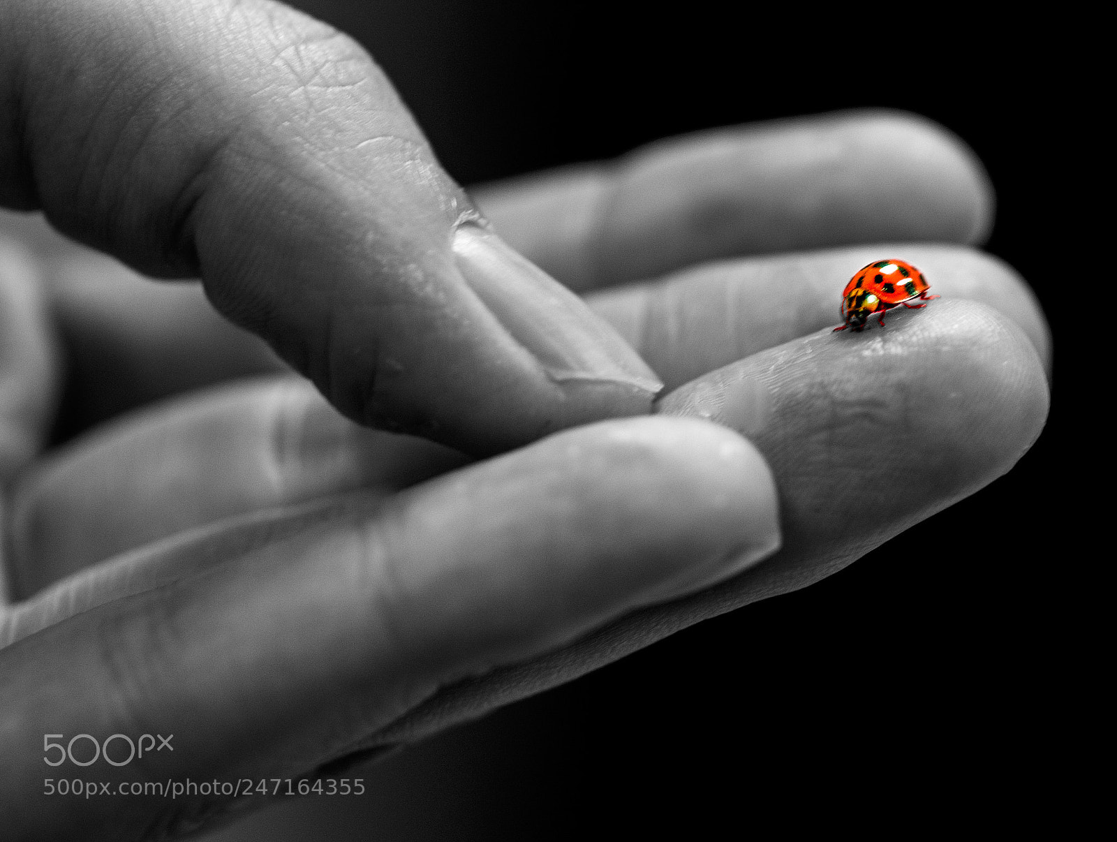 Nikon D700 sample photo. Ladybug photography