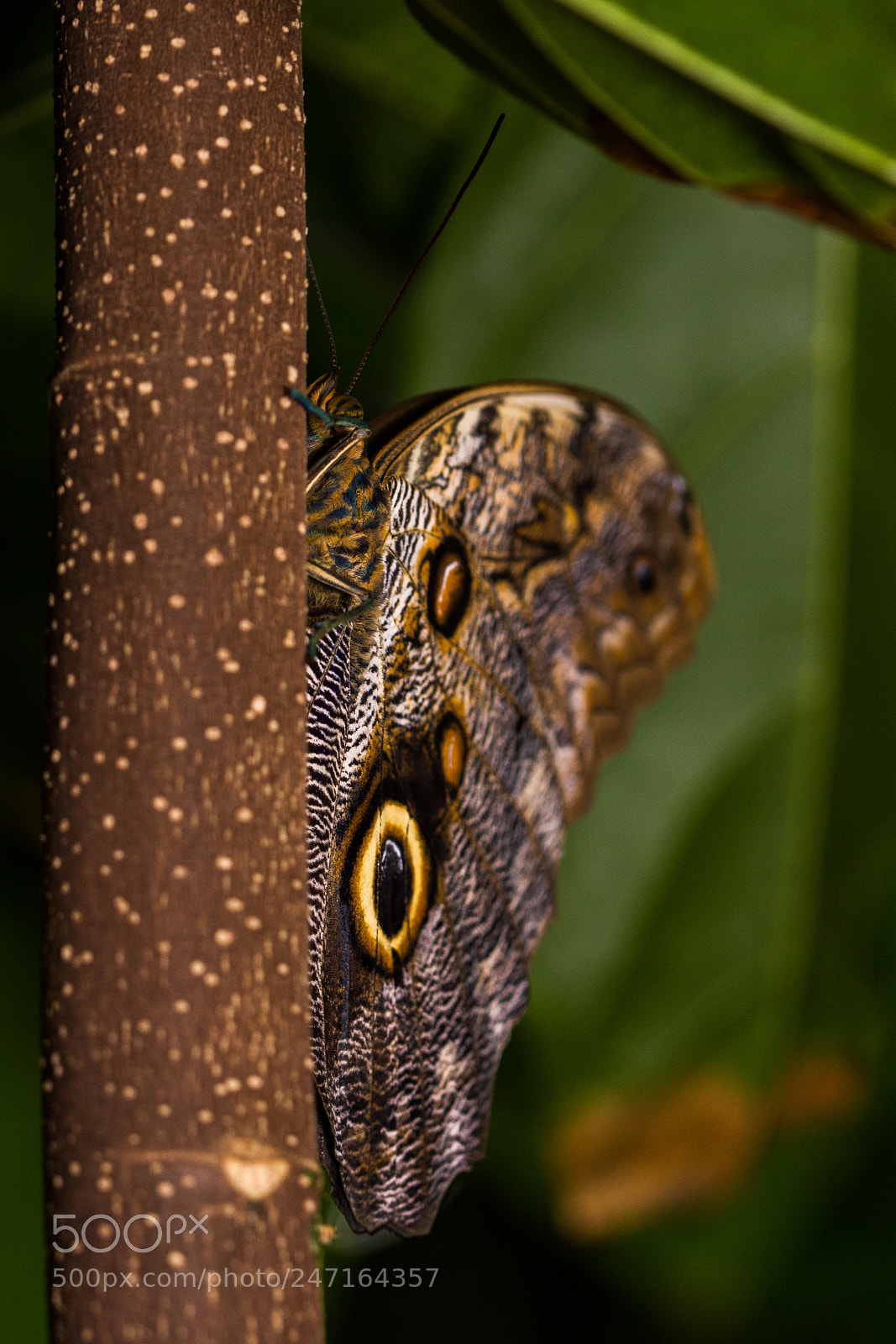 Canon EOS 7D sample photo. Forest giant owl photography