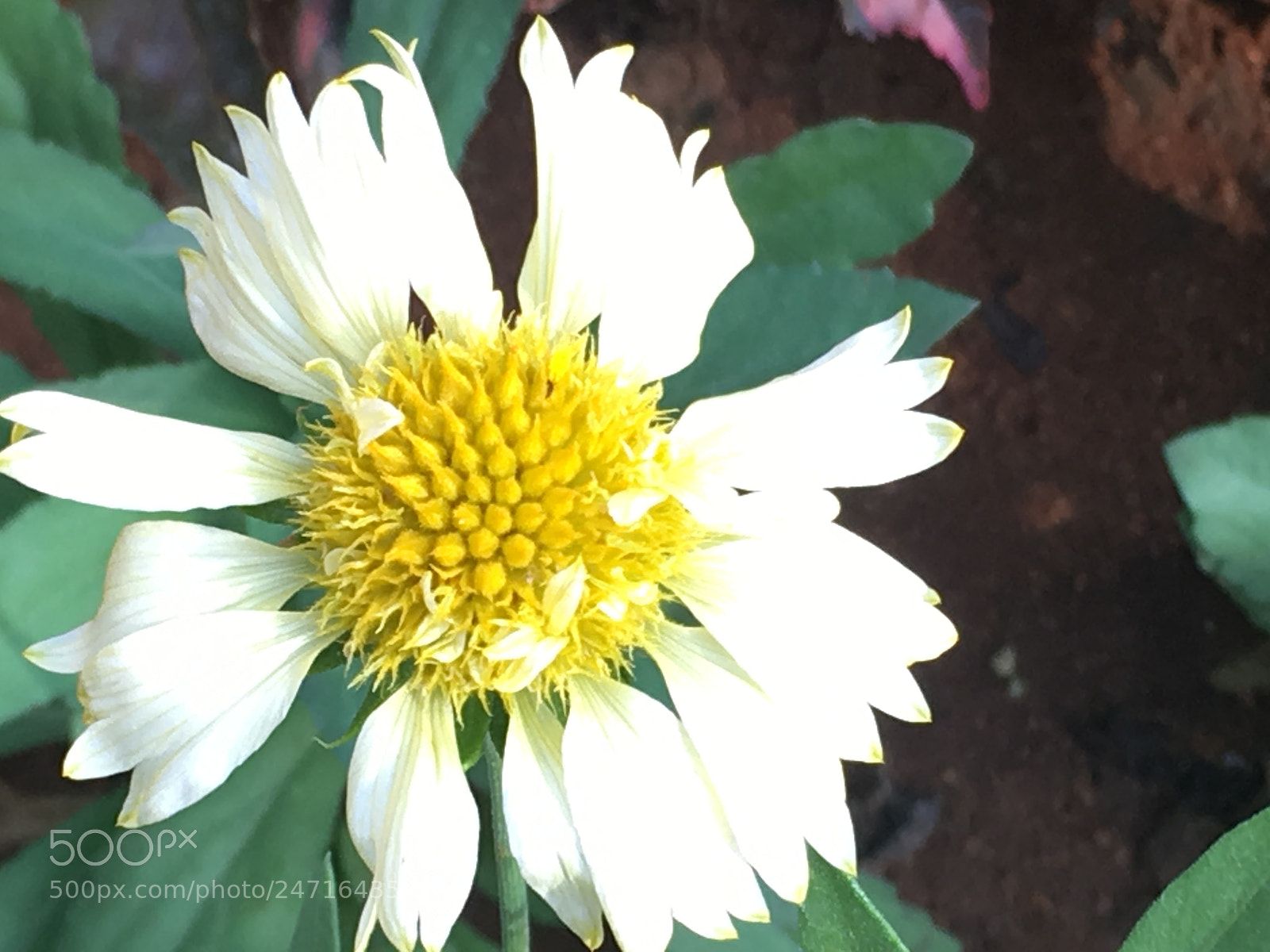 Apple iPhone SE sample photo. Garden photography photography