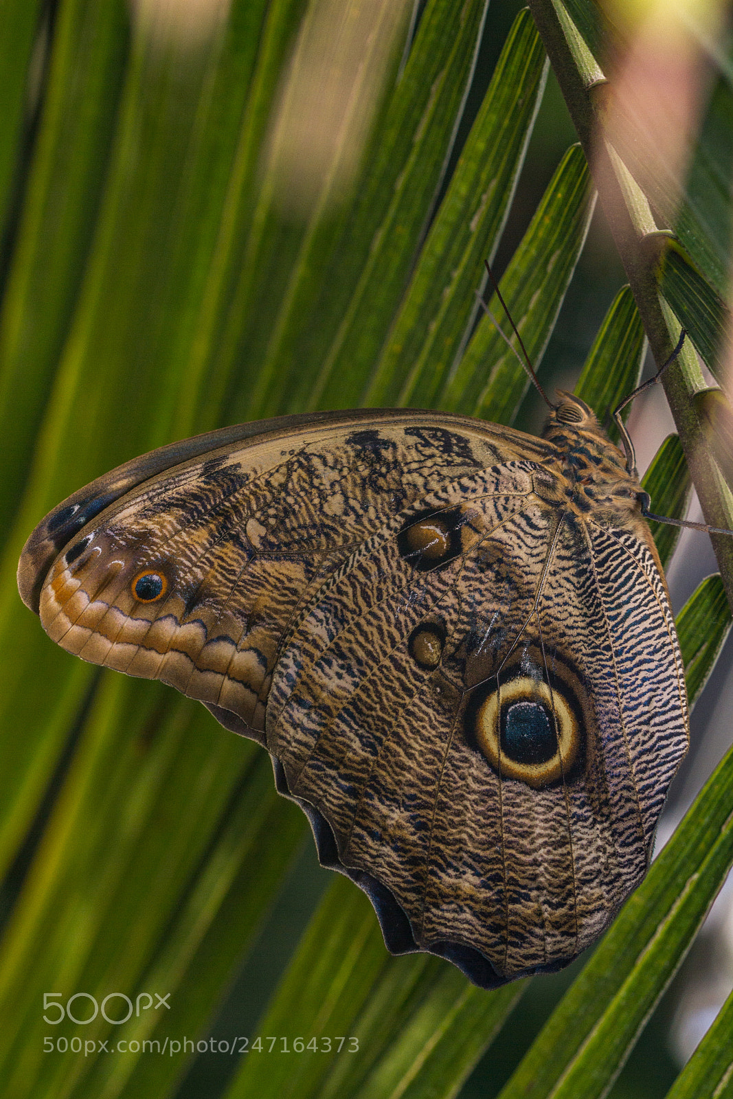 Canon EOS 7D sample photo. Forest giant owl photography