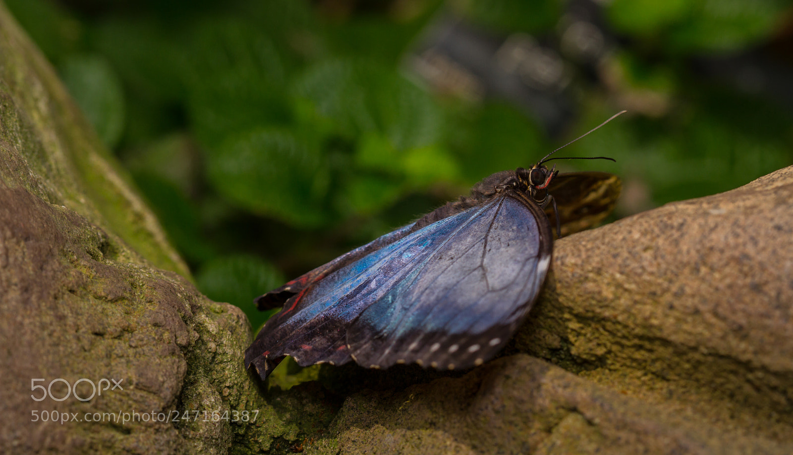 Canon EOS 7D sample photo. Blue morpho - morpho photography