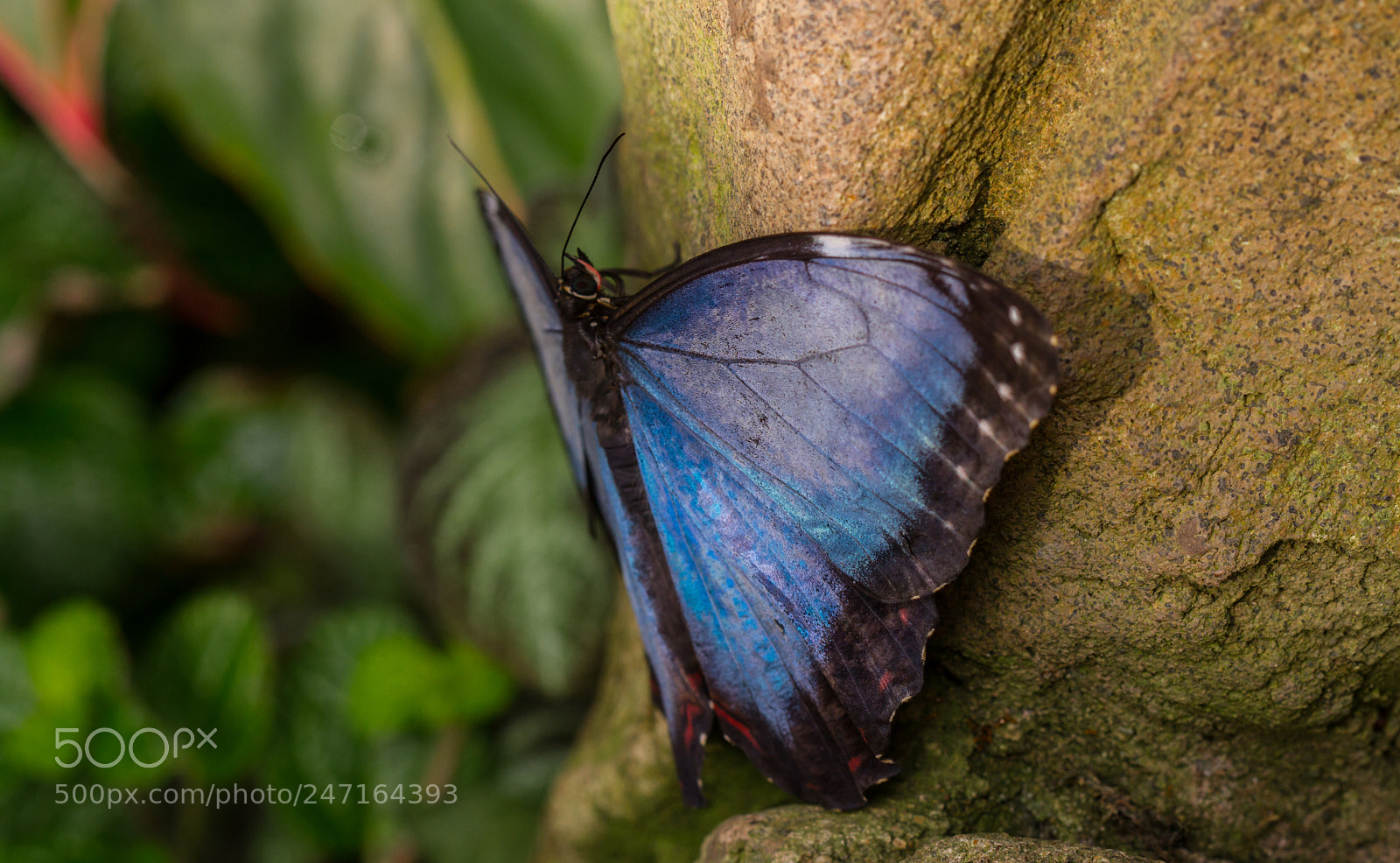 Canon EOS 7D sample photo. Blue morpho - morpho photography