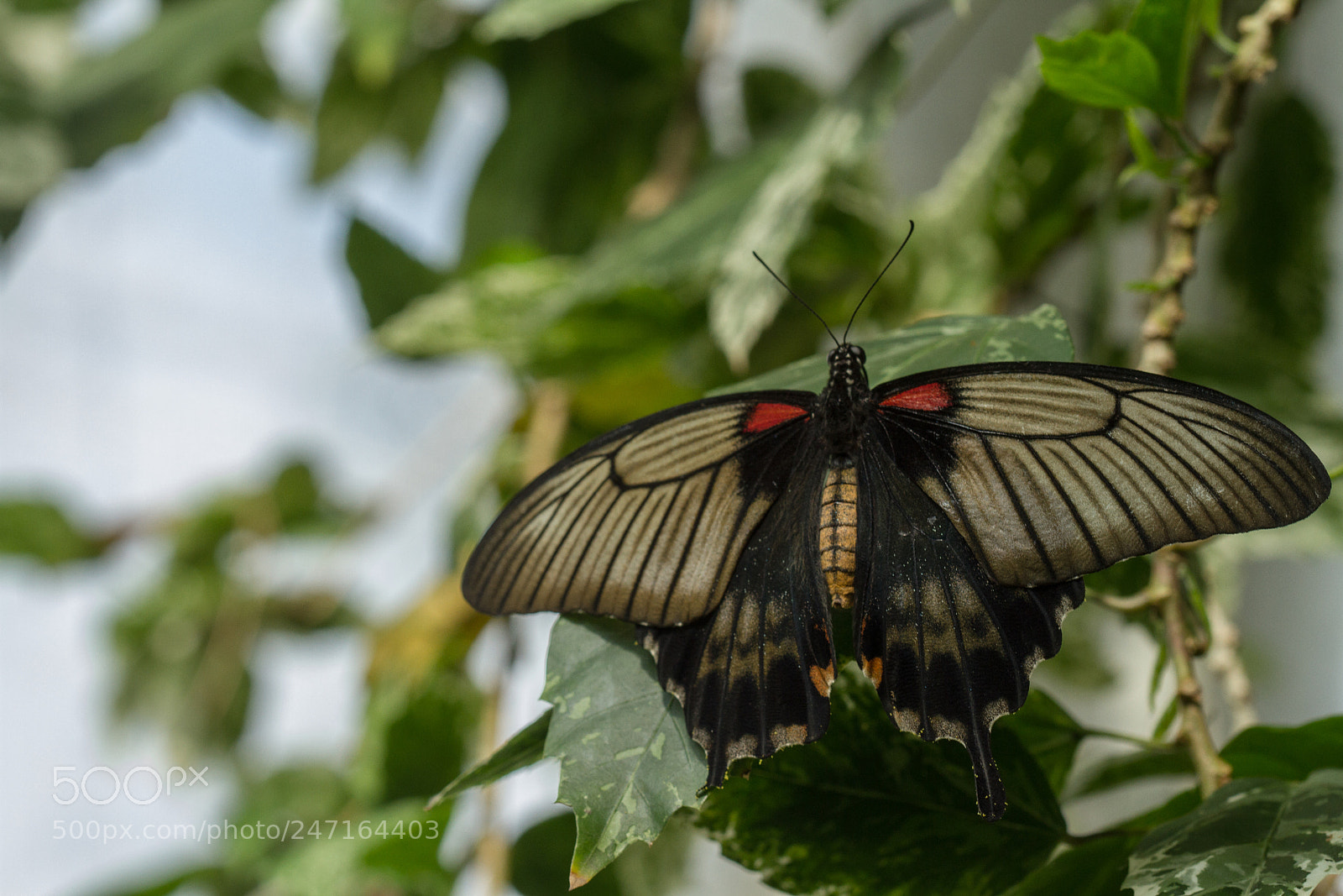 Canon EOS 7D sample photo. Great yellow mormon photography