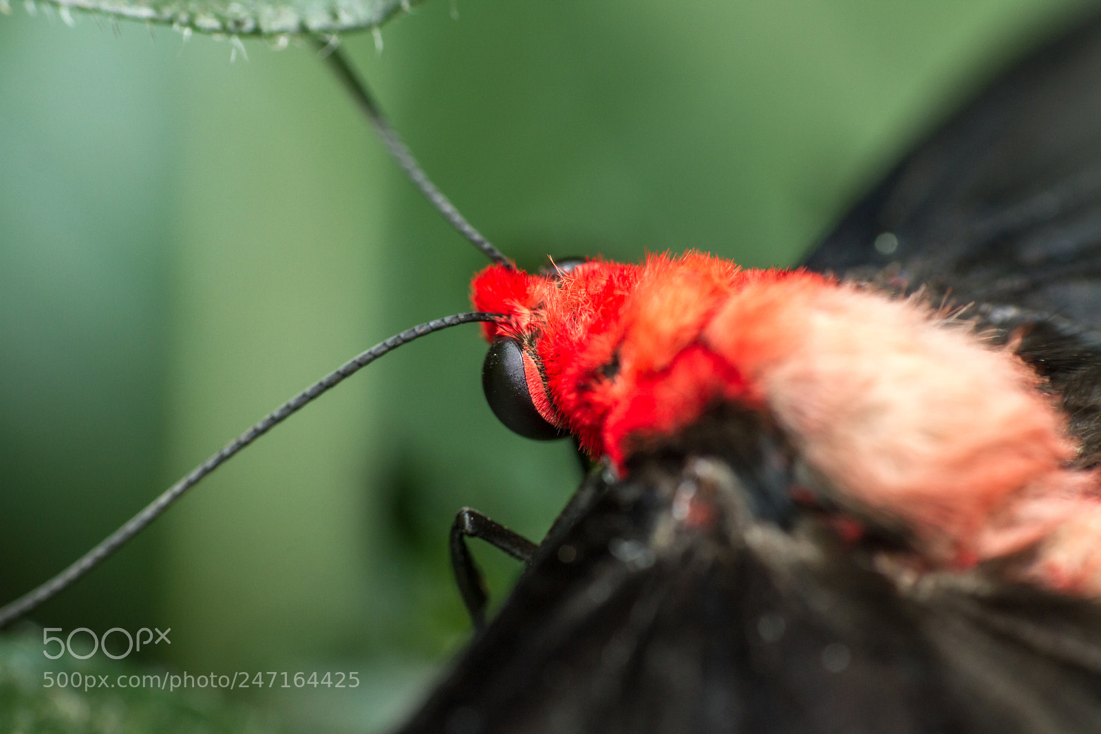 Canon EOS 7D sample photo. Butterflies in the glashouse photography