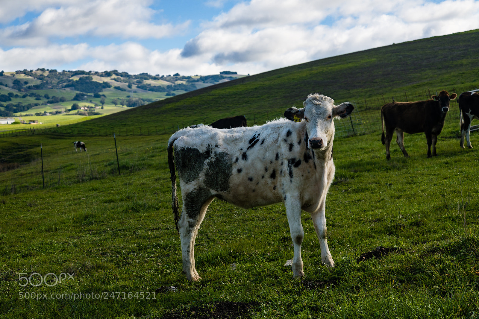 Nikon D850 sample photo. Happy california cows on photography