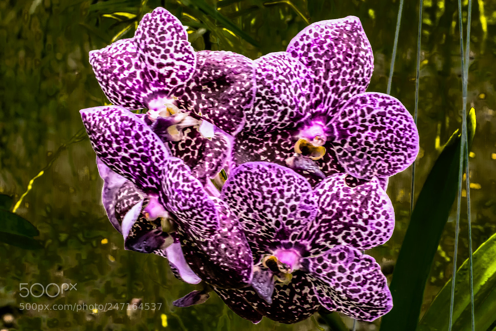 Nikon D7200 sample photo. Orquideas photography
