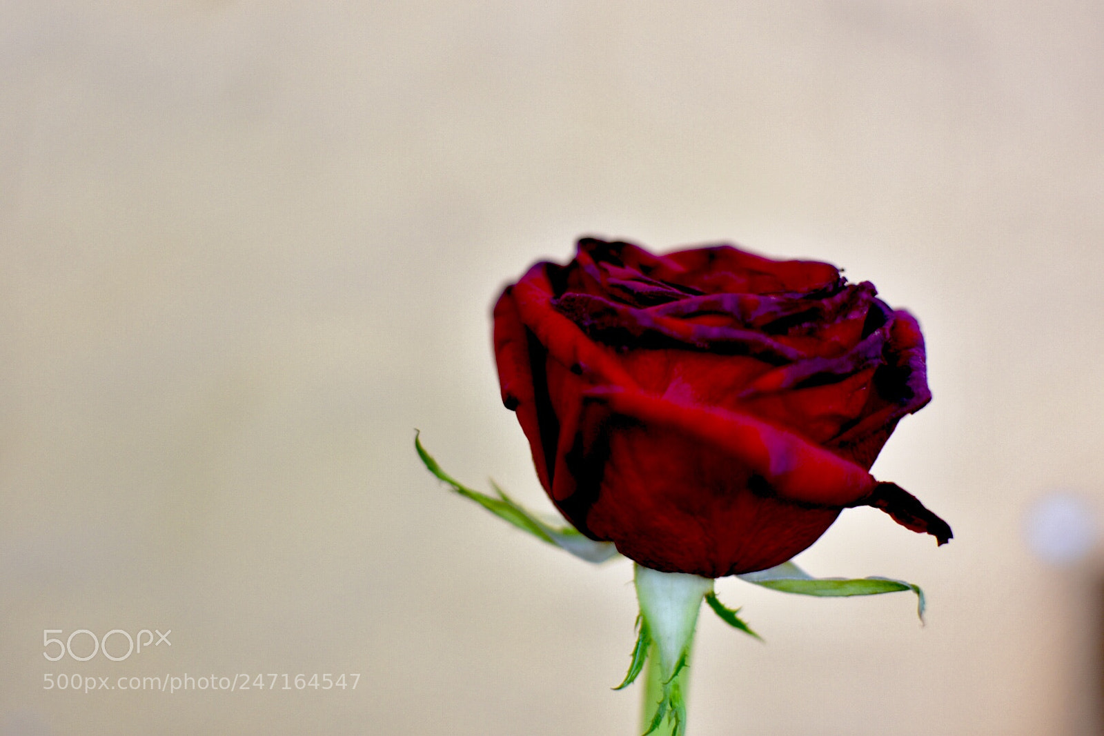 Nikon D3400 sample photo. D[] photography