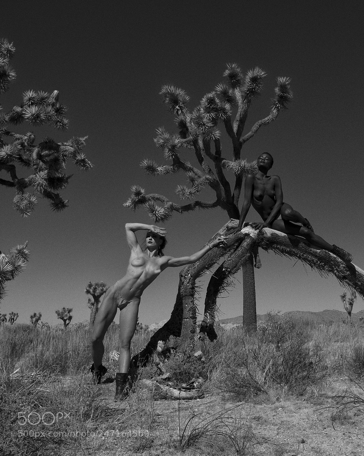 Nikon D4 sample photo. Tree of life photography
