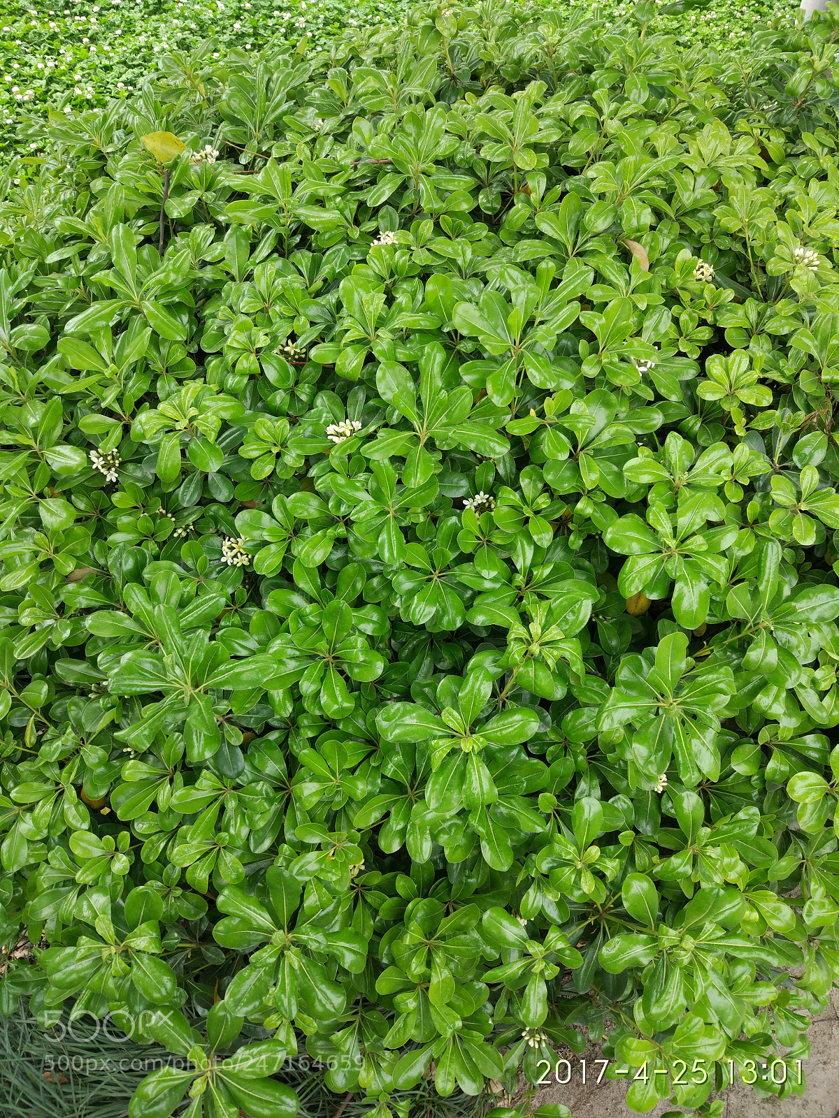 Xiaomi MI 5 sample photo. Untitled photography