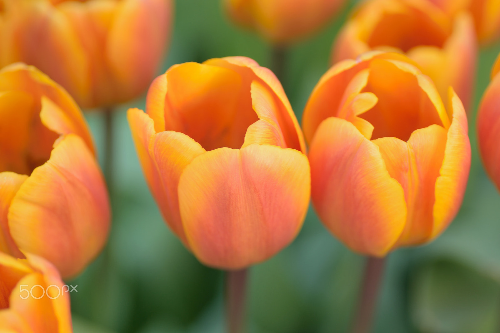 Nikon D5300 sample photo. Macro details of vibrant colored tulips photography
