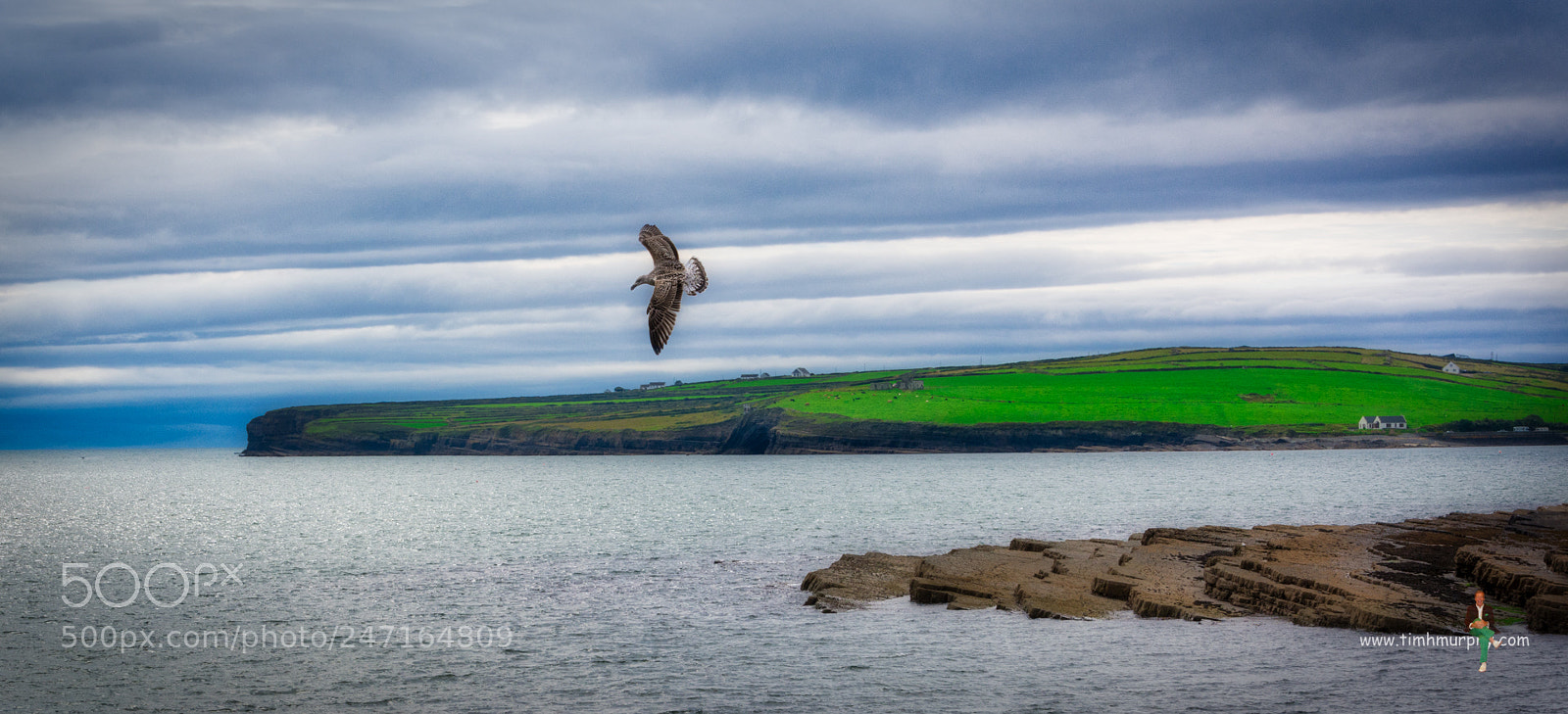 Nikon D7100 sample photo. Seagull in flight photography