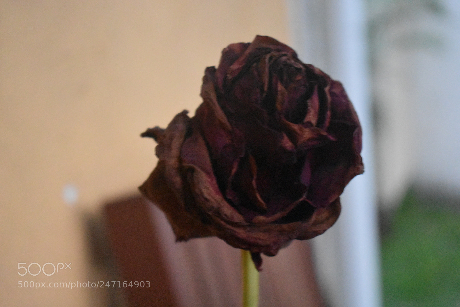Nikon D3400 sample photo. [] photography