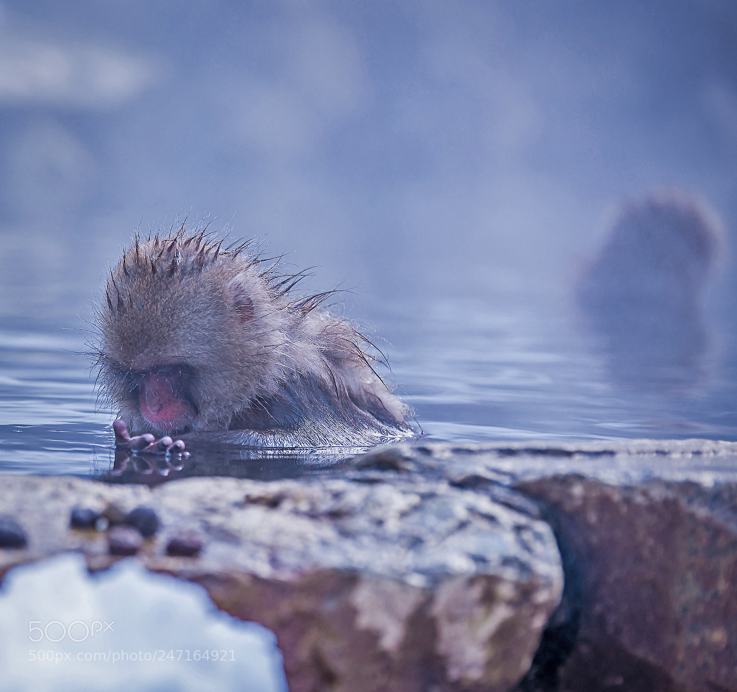 Nikon D810 sample photo. Snow monkey photography