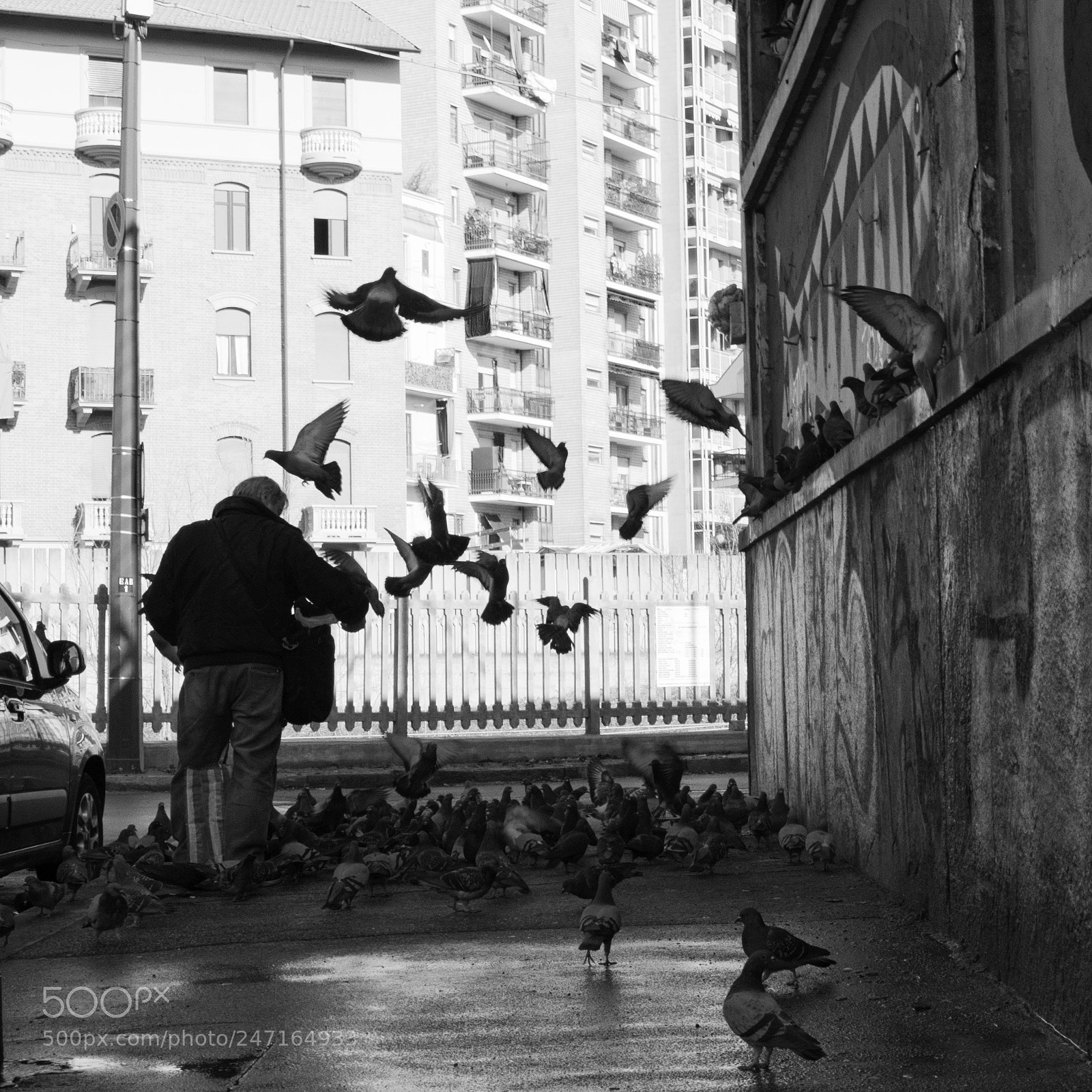 Nikon D5100 sample photo. Pigeons photography