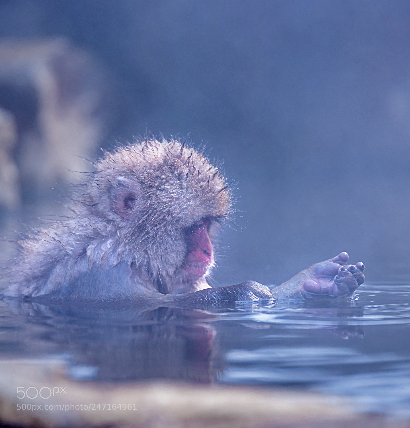 Nikon D810 sample photo. Snow monkey photography