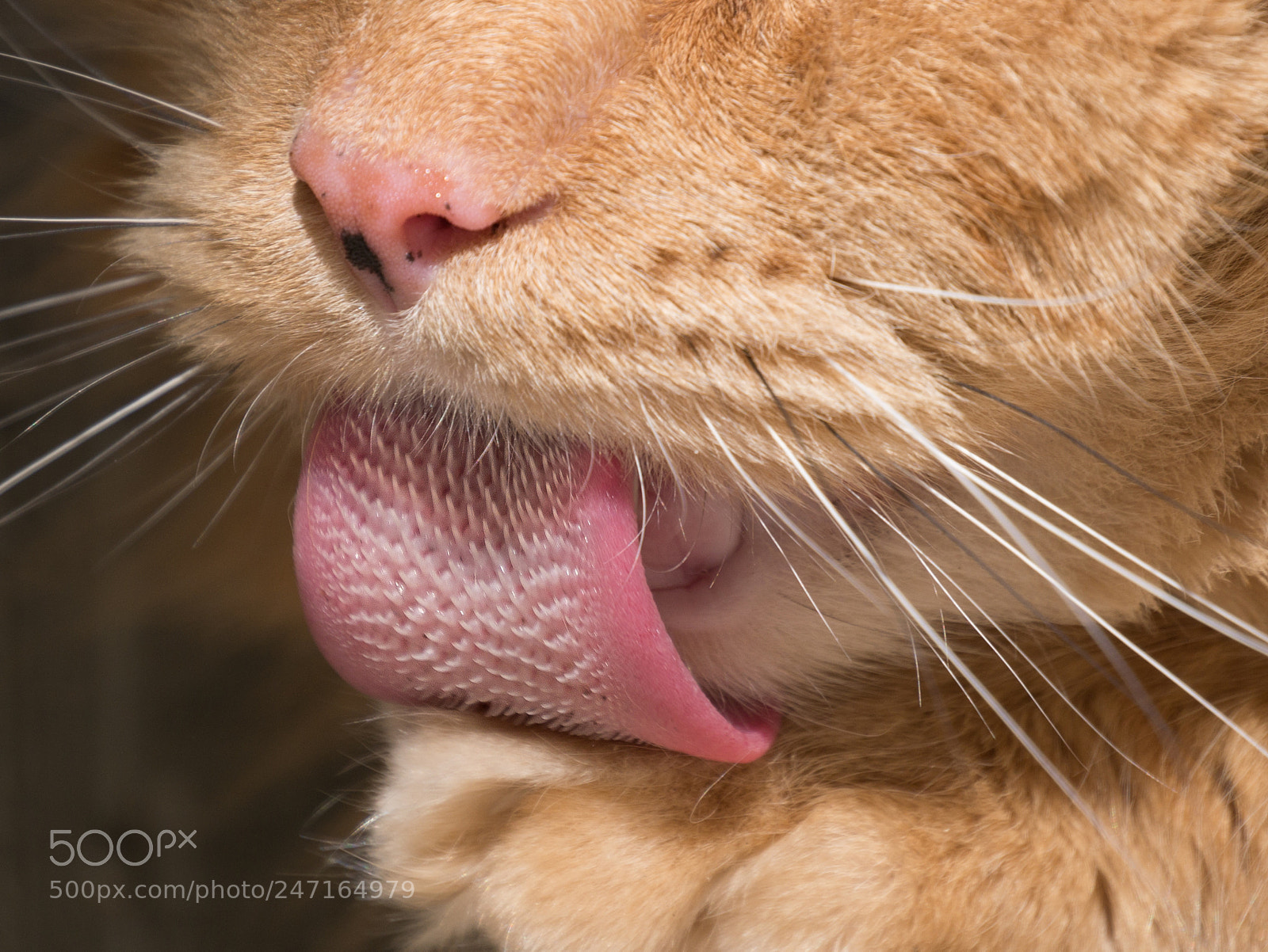 Panasonic Lumix DMC-G85 (Lumix DMC-G80) sample photo. Tongue of 1000 needles photography