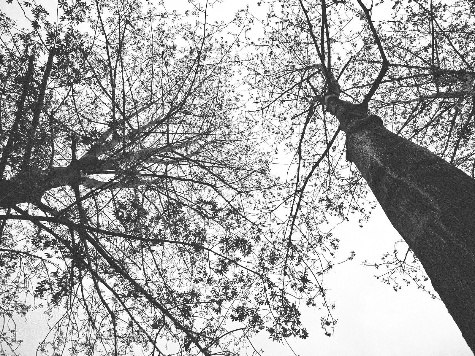HUAWEI P10 sample photo. Black&white photography