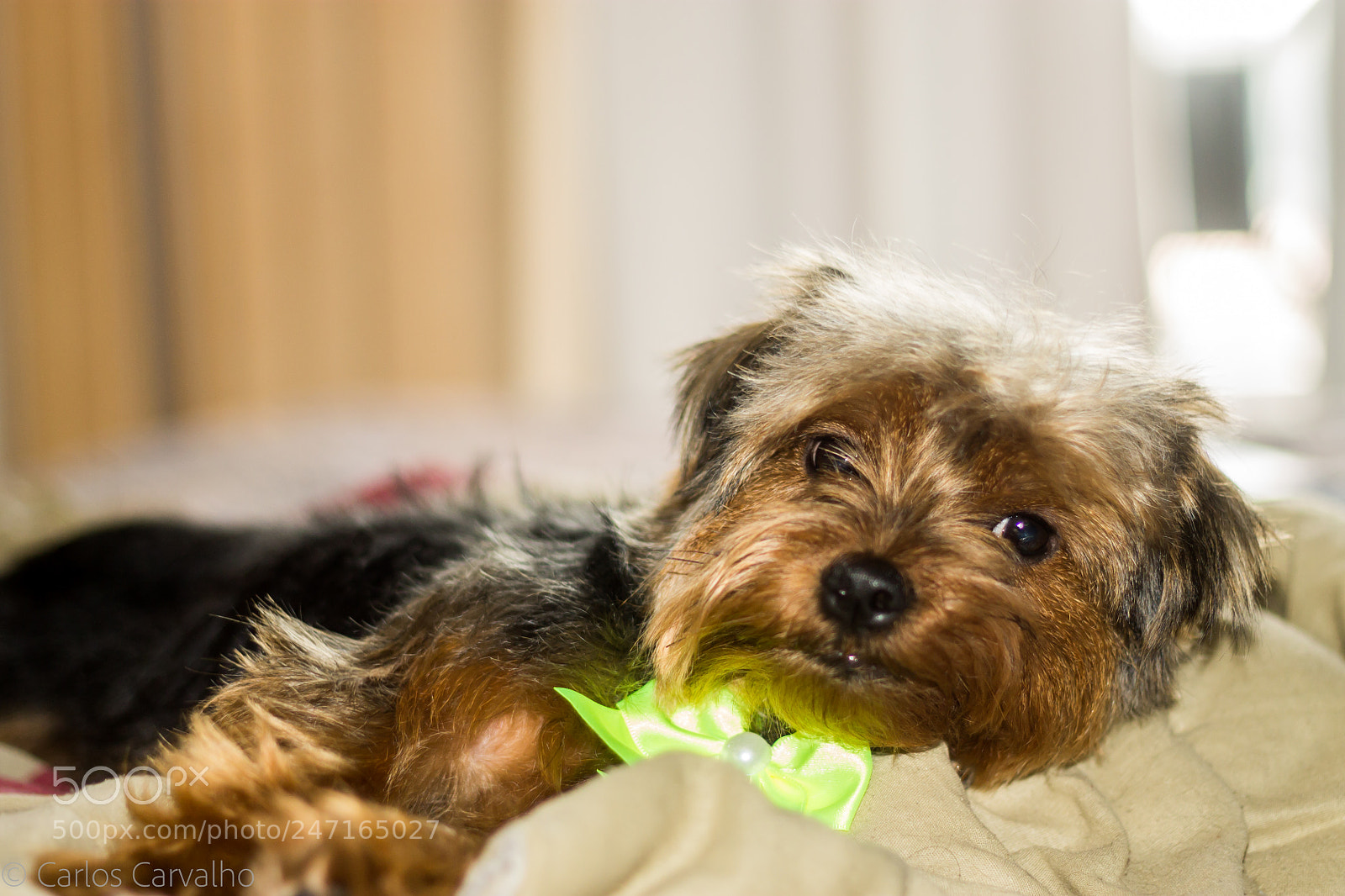 Canon EOS 1100D (EOS Rebel T3 / EOS Kiss X50) sample photo. Thinking dog photography