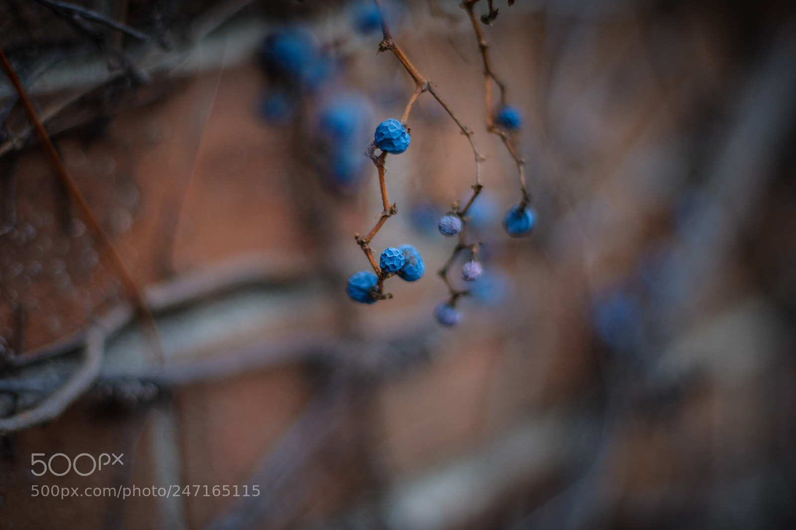 Fujifilm X-T20 sample photo. Blue berry photography