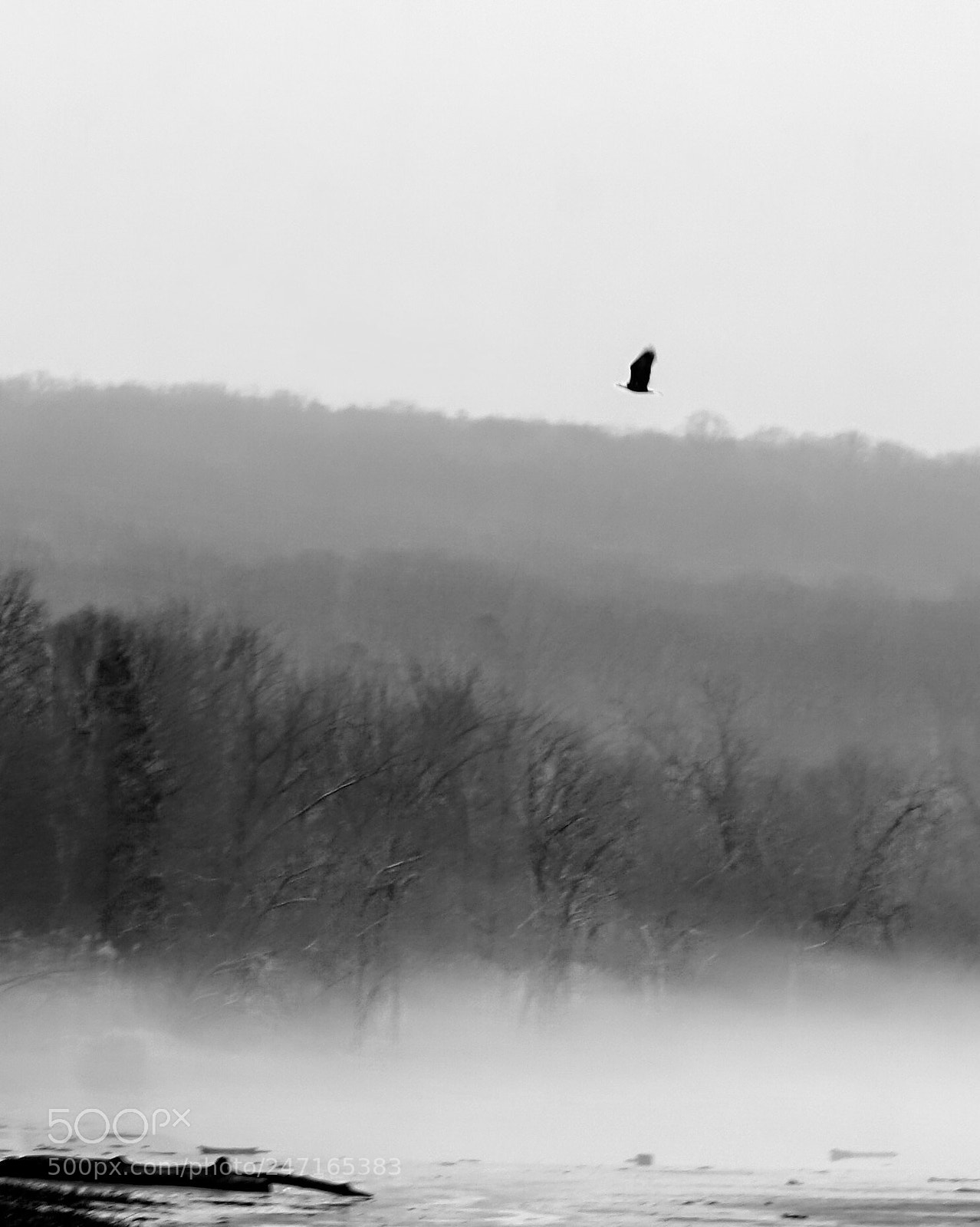 Sony a6300 sample photo. Eagle flight photography