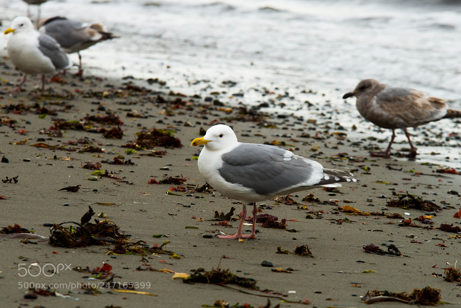 Nikon D800 sample photo. Alki (of ) photography