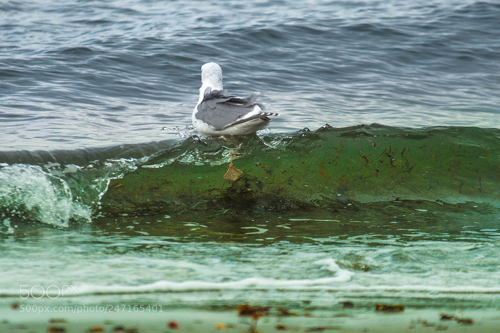 Nikon D800 sample photo. Alki (of ) photography
